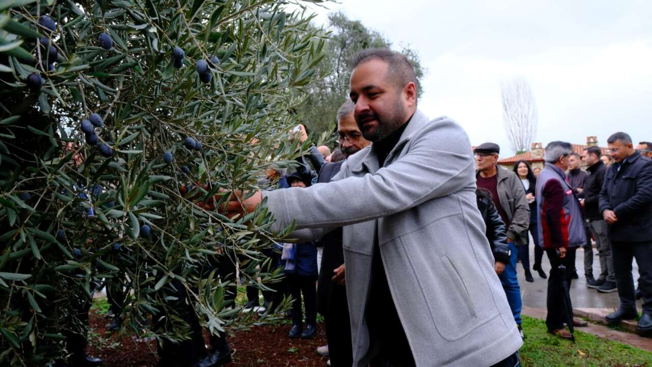 Tarihin Kalbinde Zeytin Hasadı: Stratonikeia’da Unutulmaz Bir Gün Yaşandı 4