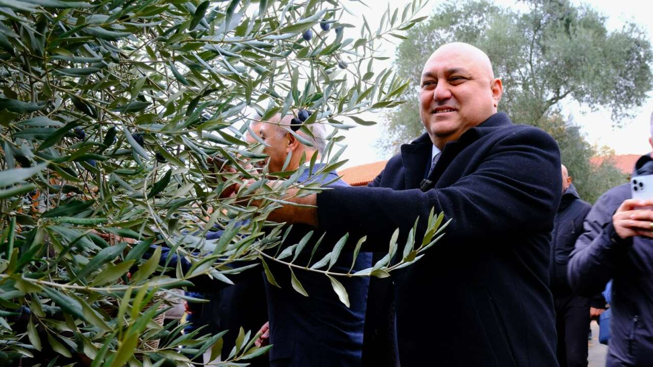 Tarihin Kalbinde Zeytin Hasadı: Stratonikeia’da Unutulmaz Bir Gün Yaşandı 19