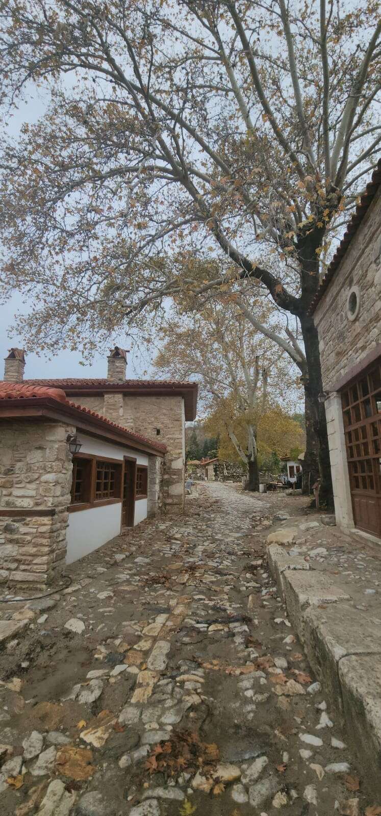 Tarihin Kalbinde Zeytin Hasadı: Stratonikeia’da Unutulmaz Bir Gün Yaşandı 14