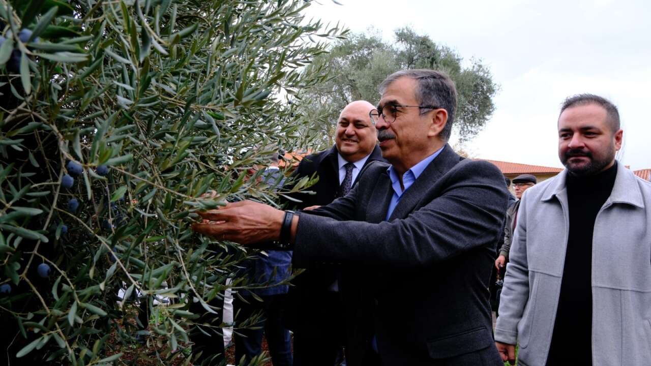 Tarihin Kalbinde Zeytin Hasadı: Stratonikeia’da Unutulmaz Bir Gün Yaşandı 9