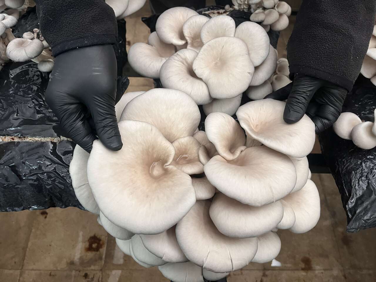 Muğla’da Öğrencilerden Mantar Projesi: Hem Öğrendiler Hem Kazandırdılar 2