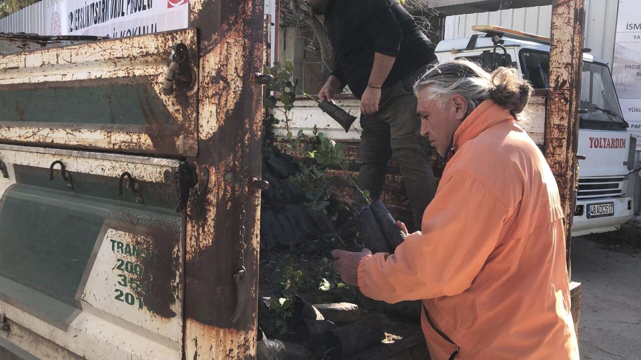 Mahalle Muhtarından Datça’ya 2 Bin Harnup Fidanı 3