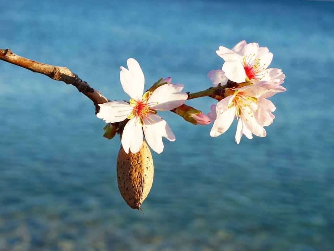 Datça'da Badem Ağaçları Çiçek Açtı 4