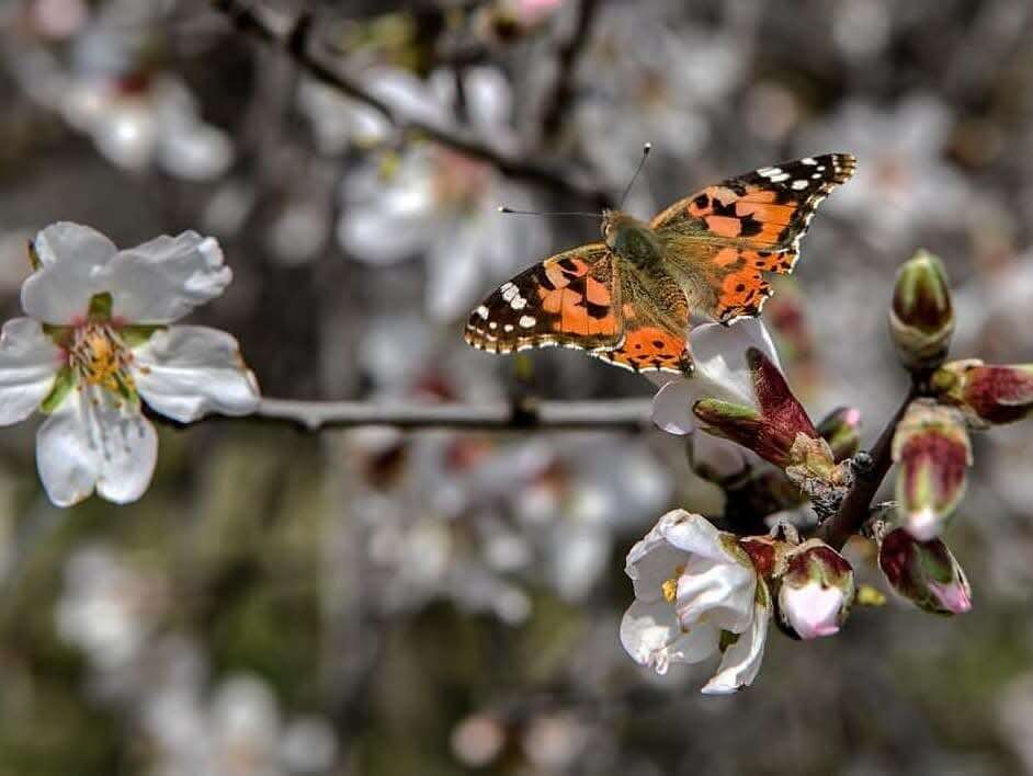 Datça'da Badem Ağaçları Çiçek Açtı 3