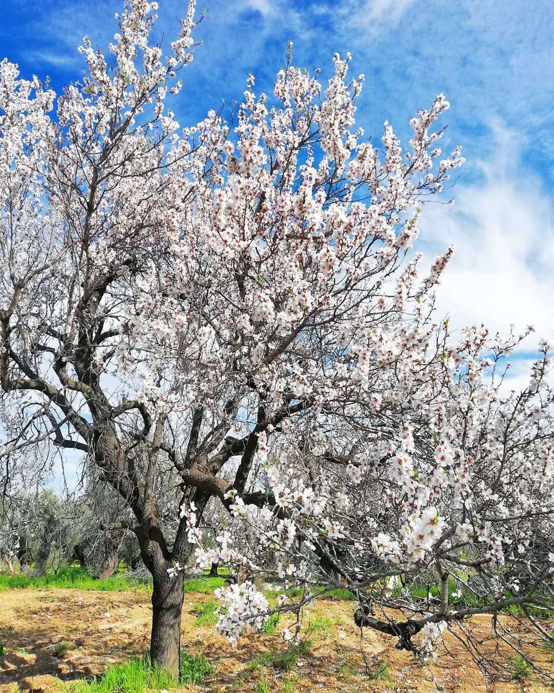 Datça'da Badem Ağaçları Çiçek Açtı 2