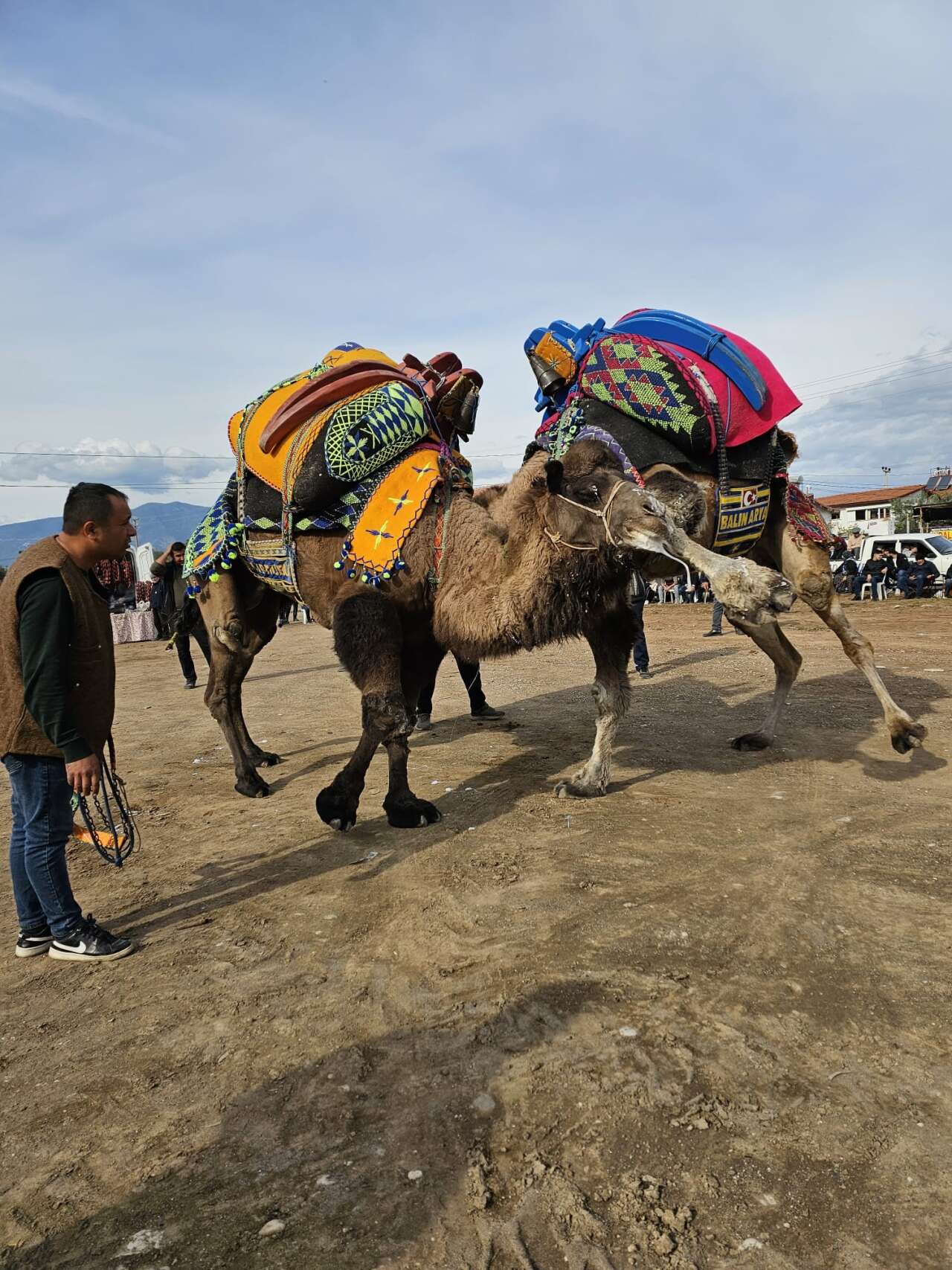 Şap Hastalığı Deve Güreşlerini Durdurdu 1