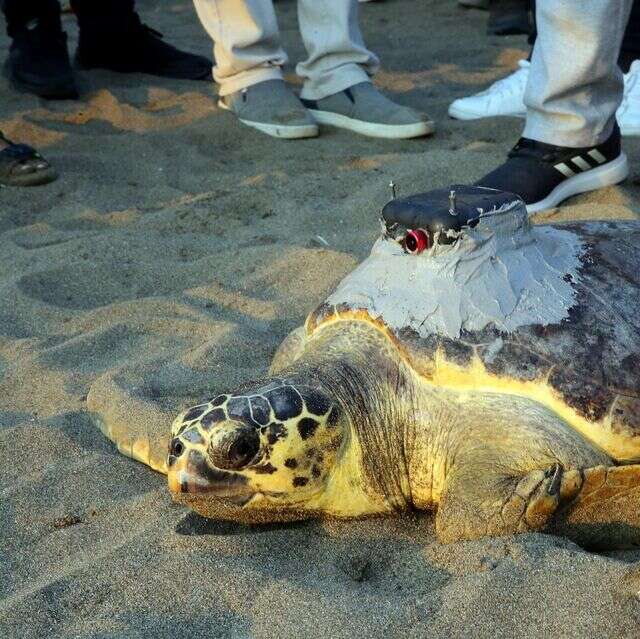 Uyduyla İzlenen Caretta Caretta Tuba,  Rotasını Yine Ege ve Akdeniz’e Çevirdi 1