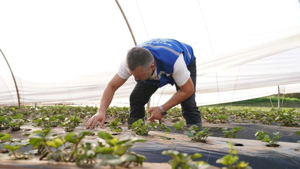 Köyceğiz’de Selin Yaraları Sarılıyor: Büyükşehir Üreticinin Yanında 4
