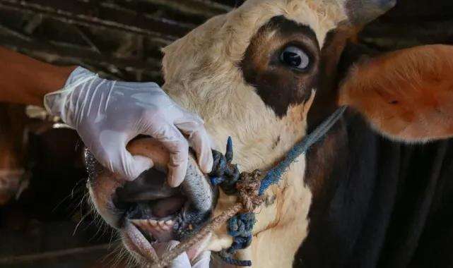 Veteriner Hekim Hurşit Öztürk’ten Şap Hastalığı Uyarısı 6