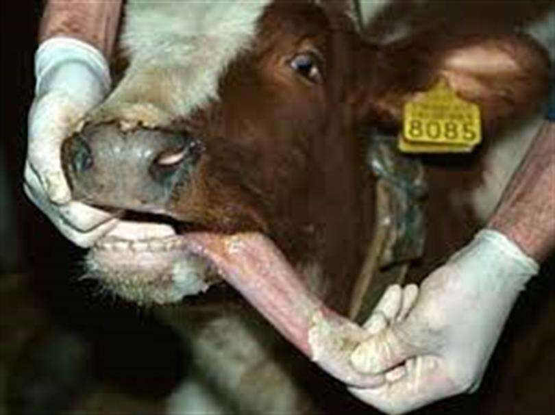 Veteriner Hekim Hurşit Öztürk’ten Şap Hastalığı Uyarısı 2