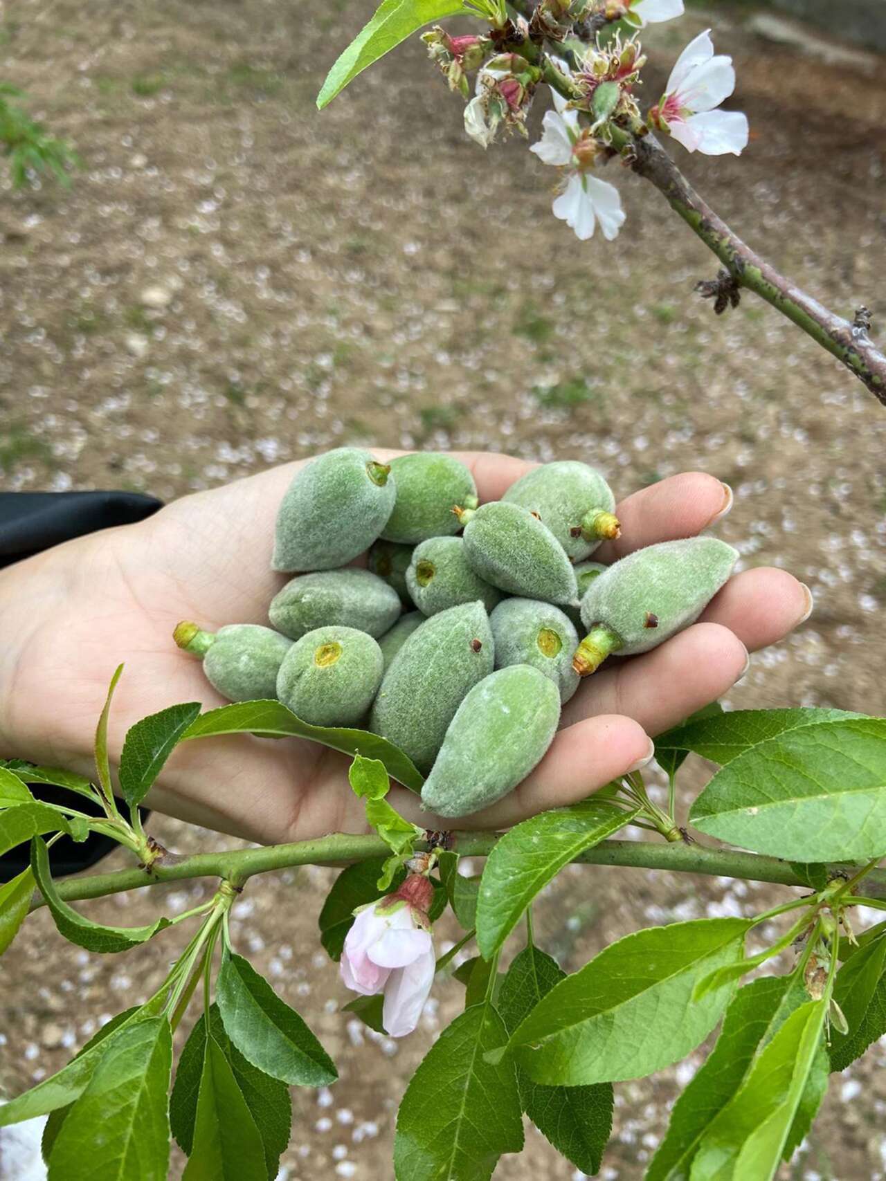Datça'nın Ünlü ‘Çağla Badem'i Tezgaha İnmeye Hazır 1