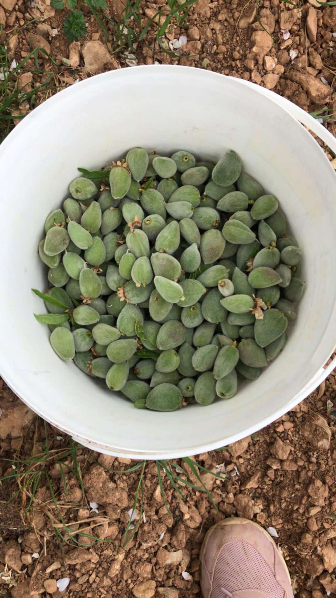 Datça'nın Ünlü ‘Çağla Badem'i Tezgaha İnmeye Hazır 2