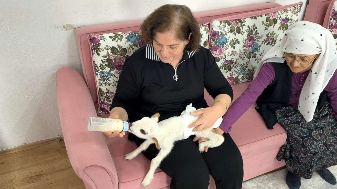 Muğla’da Öksüz Kuzu "Balım", Şenol Ailesinin Şefkatiyle Hayata Tutundu 1