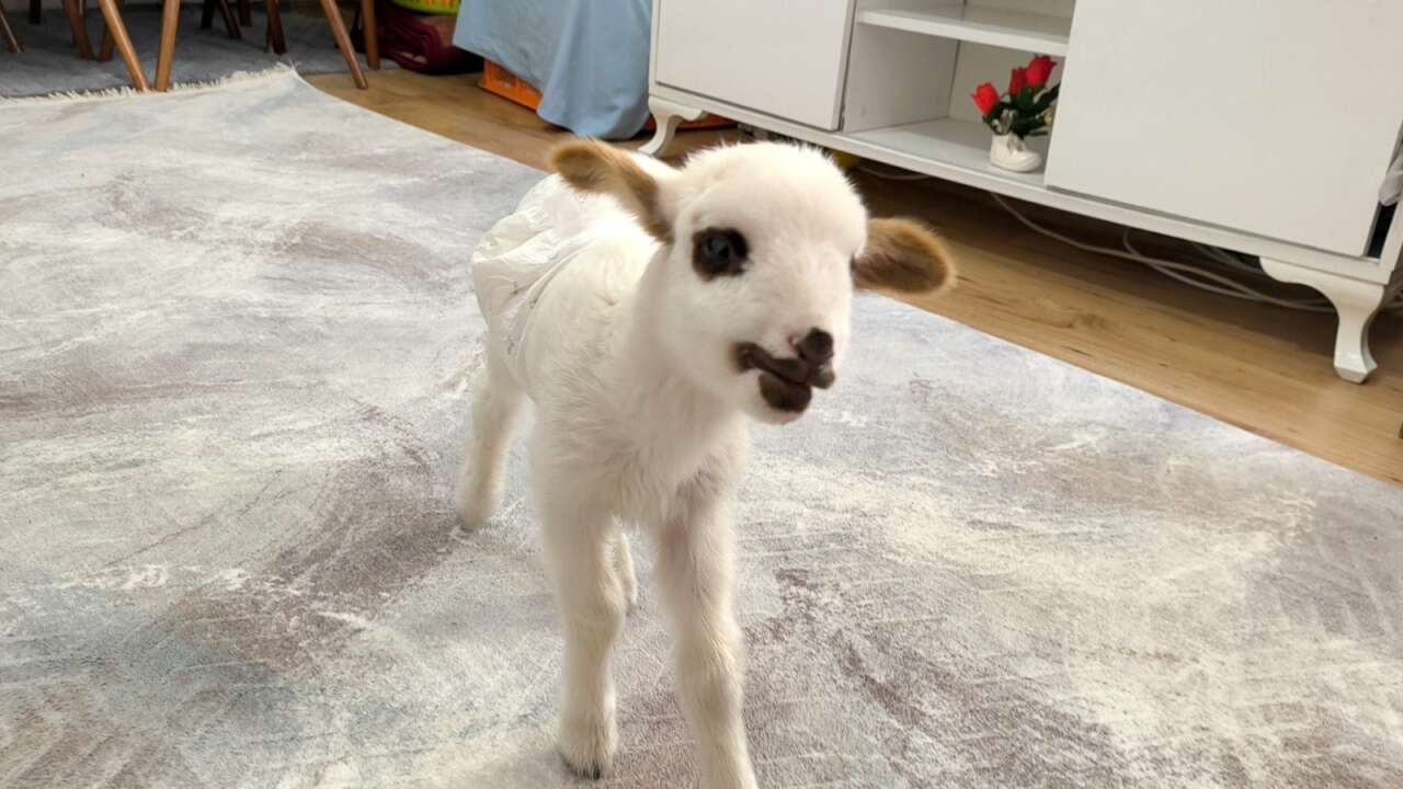 Muğla’da Öksüz Kuzu "Balım", Şenol Ailesinin Şefkatiyle Hayata Tutundu 3