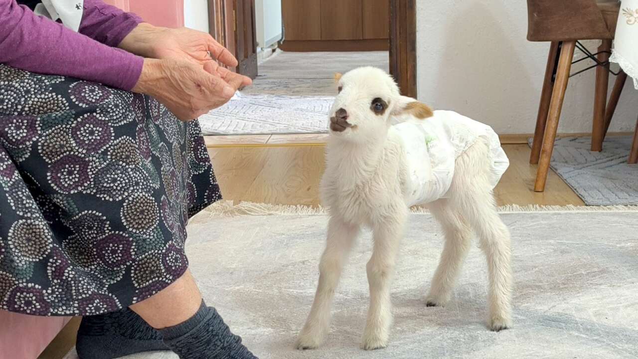 Muğla’da Öksüz Kuzu "Balım", Şenol Ailesinin Şefkatiyle Hayata Tutundu 2