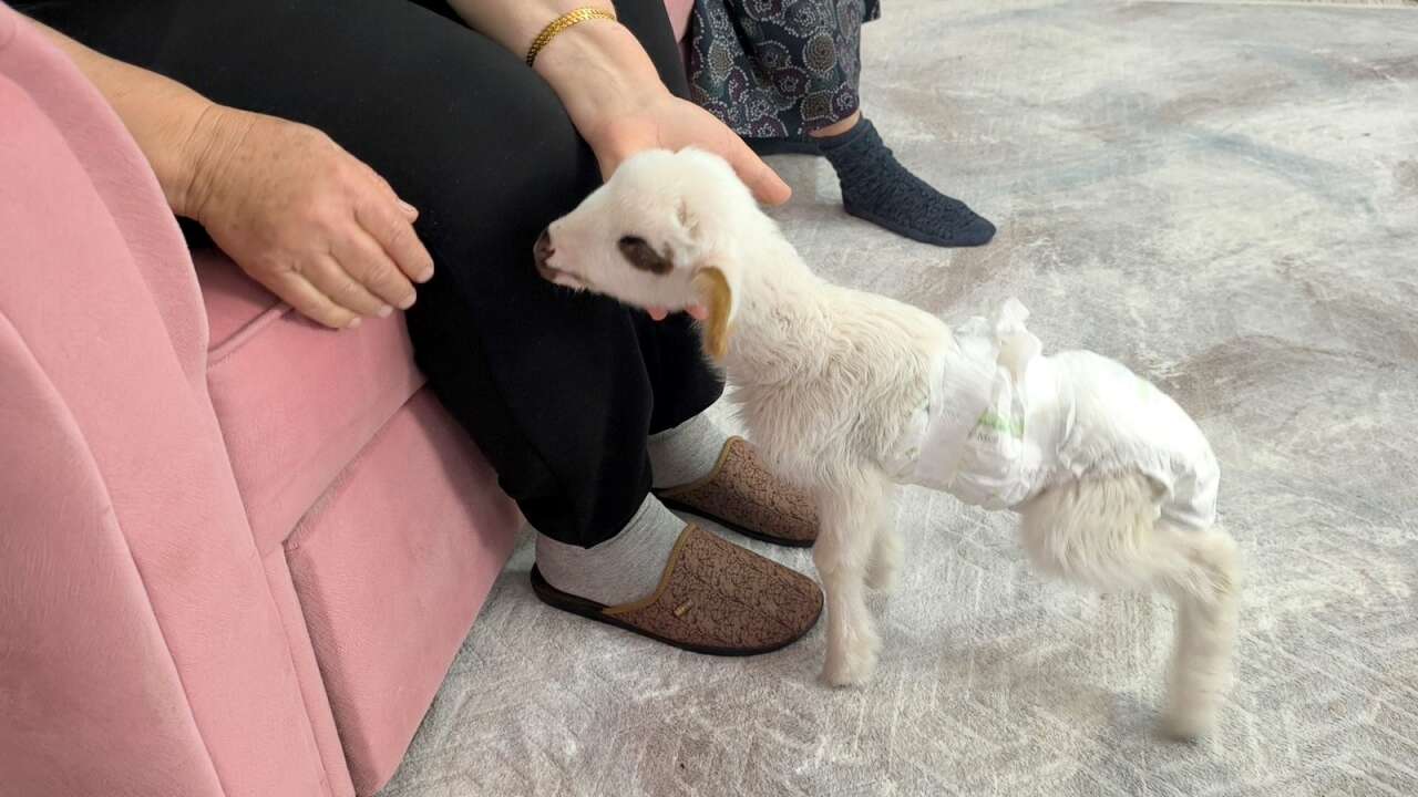 Muğla’da Öksüz Kuzu "Balım", Şenol Ailesinin Şefkatiyle Hayata Tutundu 4