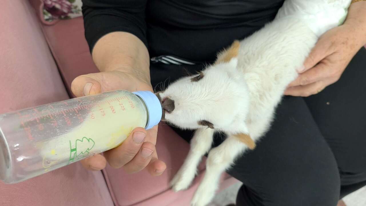 Muğla’da Öksüz Kuzu "Balım", Şenol Ailesinin Şefkatiyle Hayata Tutundu 6