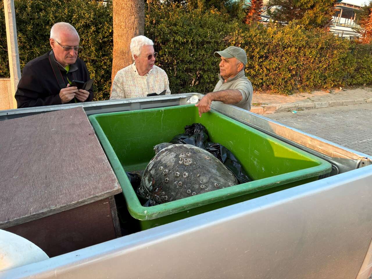 3 Deniz Kaplumbağası Cansız Halde Sahile Vurdu 1