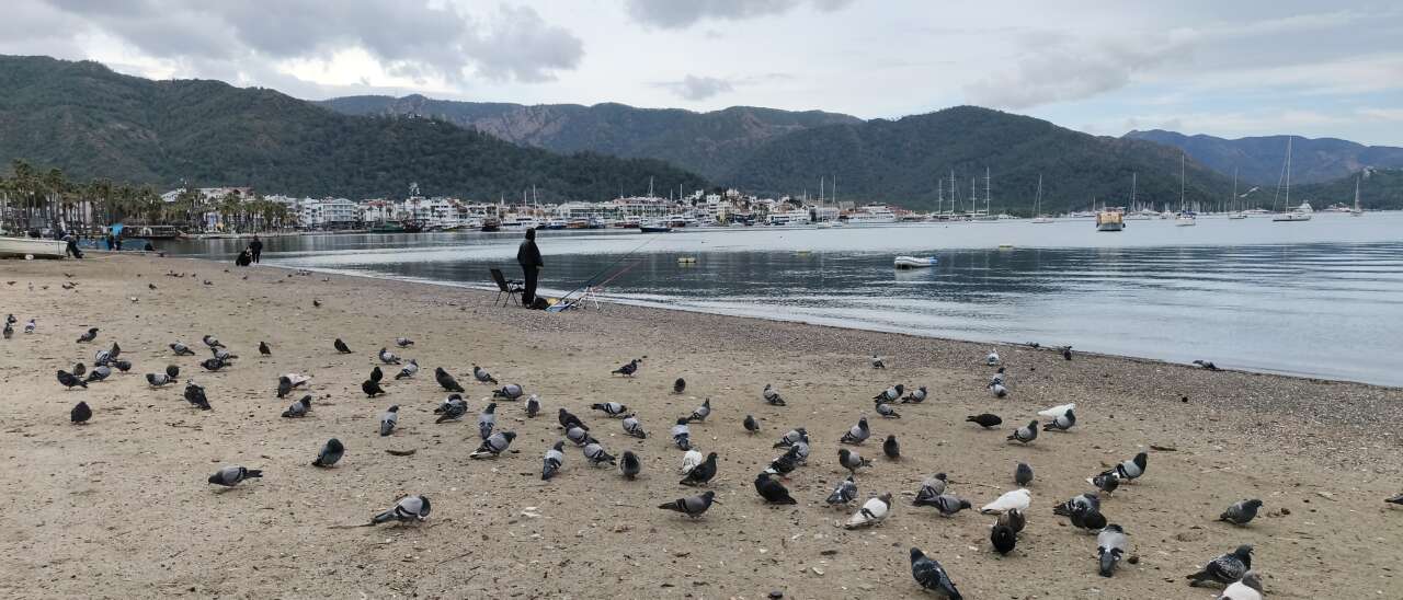 Marmaris’te Güvercinler Kışın Boşalan Sahili Mesken Tuttu 2