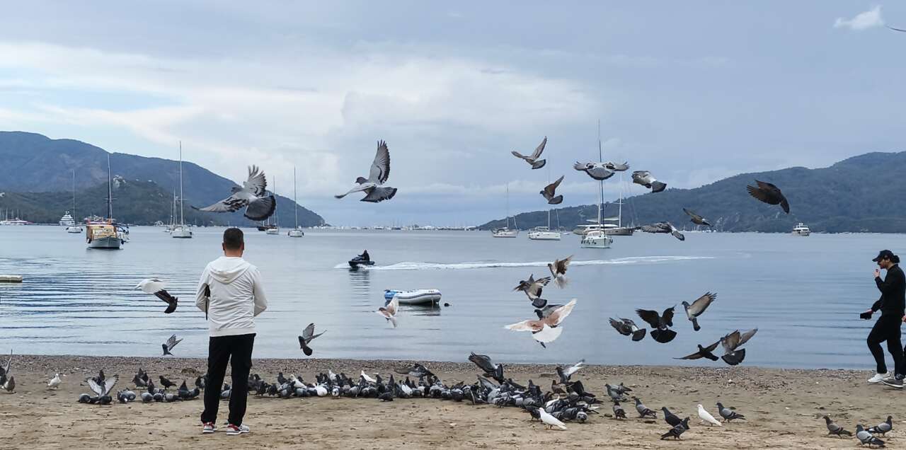 Marmaris’te Güvercinler Kışın Boşalan Sahili Mesken Tuttu 3