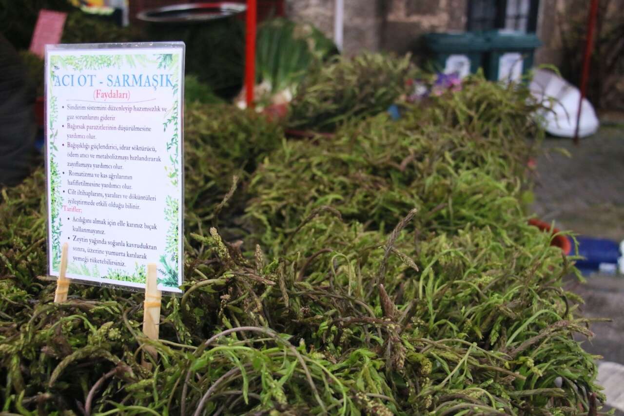 Bodrum’da Yağışa Rağmen İzdiham, Acı Ot Festivali’ne Ziyaretçi Akını 11
