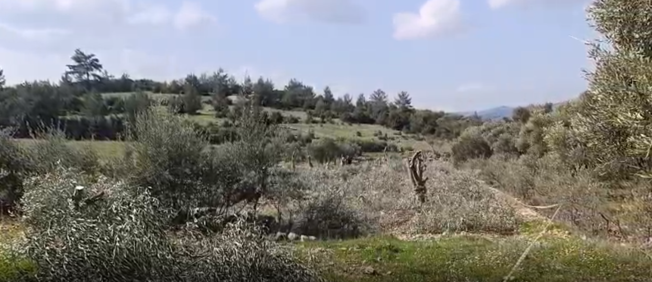 Akbelen Çevresinde Zeytin Gerginliği: “Mücadeleye Devam Edeceğiz “ 1