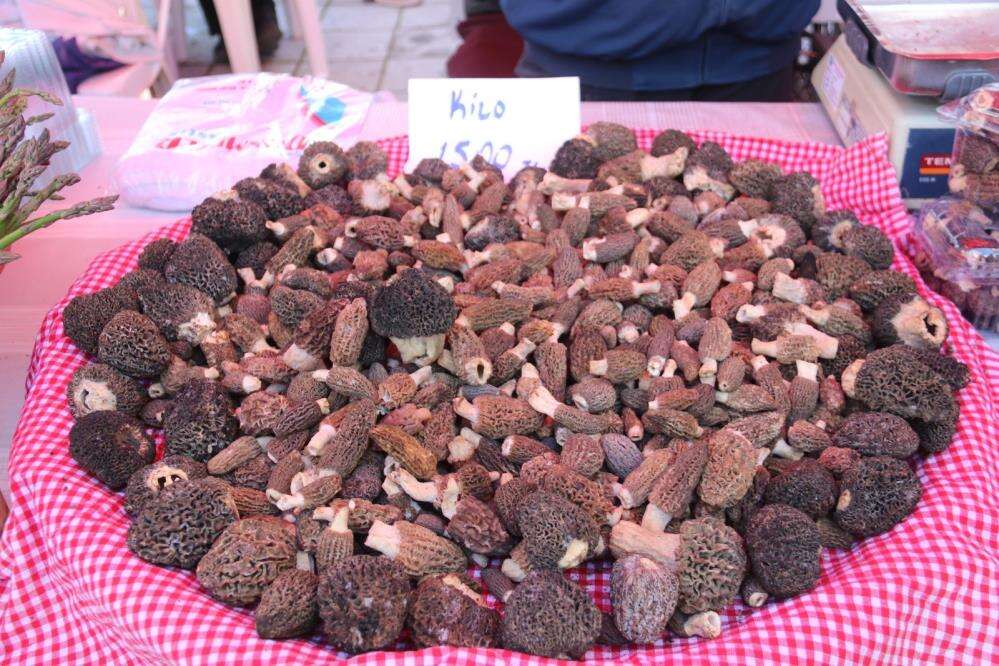 Fethiye’de Dastar ve Kuzugöbeği Festivali Coşkusu Başladı 3