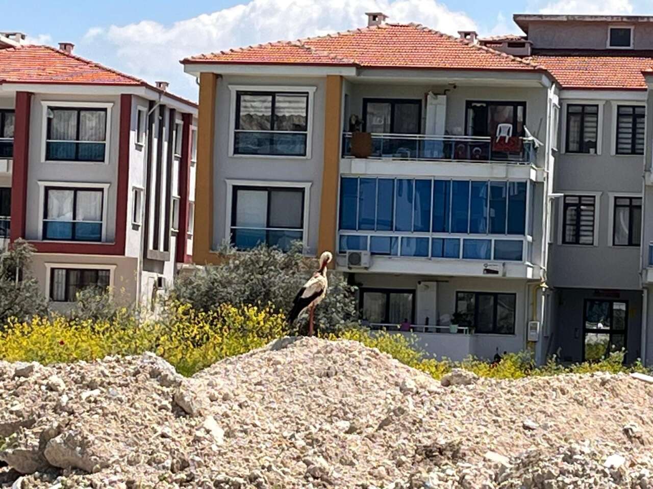 Yatağan’da Leylek Sürprizi: Mahalleye İndi 2