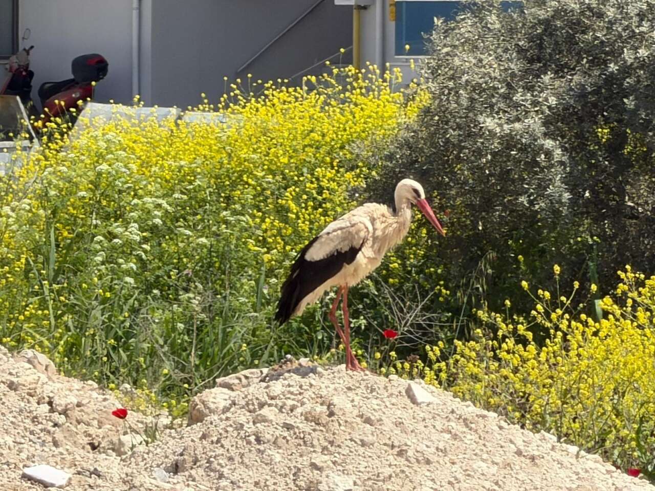 Yatağan’da Leylek Sürprizi: Mahalleye İndi 1