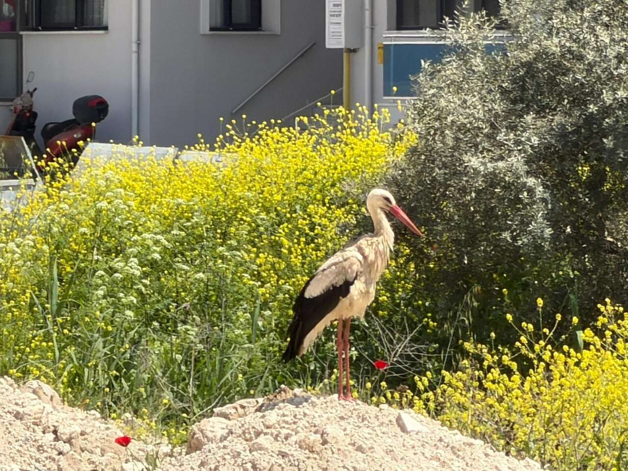 Yatağan’da Leylek Sürprizi: Mahalleye İndi 3