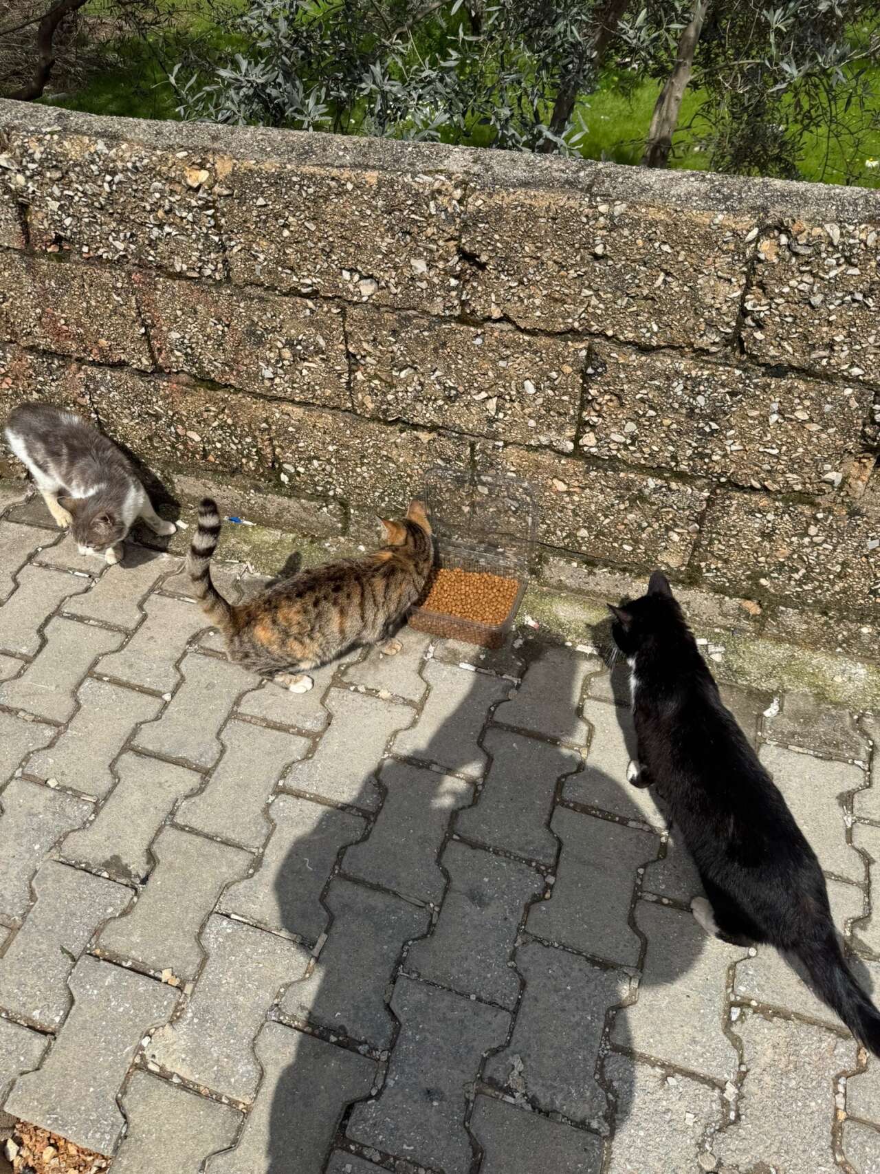 Muğlaspor Taraftarları Menteşe’de Sokak Hayvanlarını Unutmadı 4