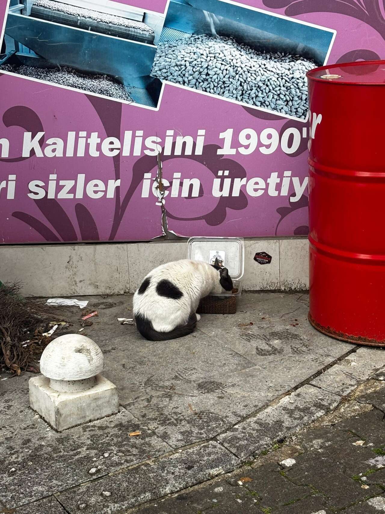 Muğlaspor Taraftarları Menteşe’de Sokak Hayvanlarını Unutmadı 2