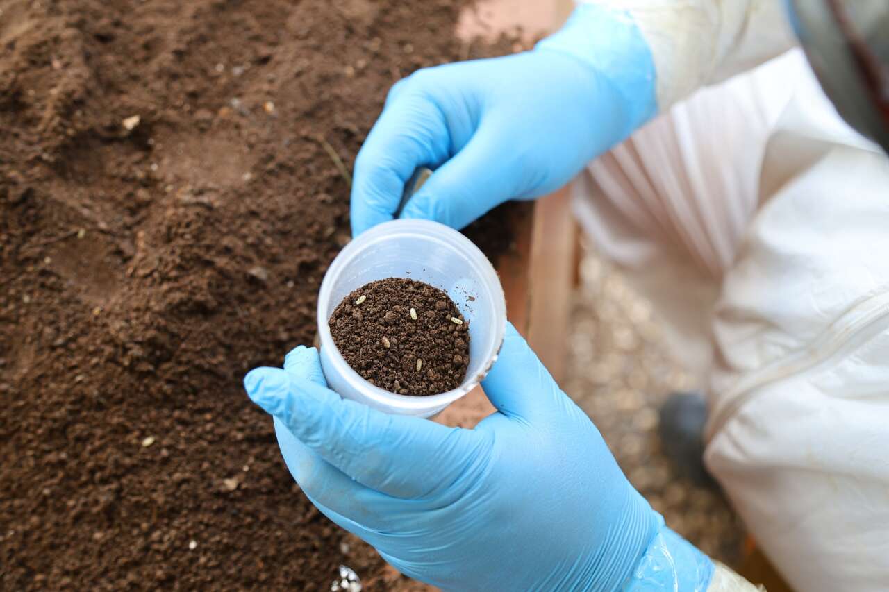 Muğla’da Çam Kese Böceğine Karşı 6 Bin 500 Terminator Böcek Doğaya Salındı 6