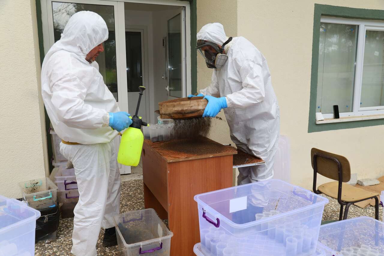 Muğla’da Çam Kese Böceğine Karşı 6 Bin 500 Terminator Böcek Doğaya Salındı 2