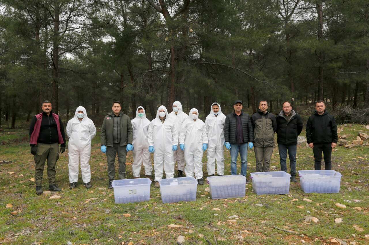 Muğla’da Çam Kese Böceğine Karşı 6 Bin 500 Terminator Böcek Doğaya Salındı 7