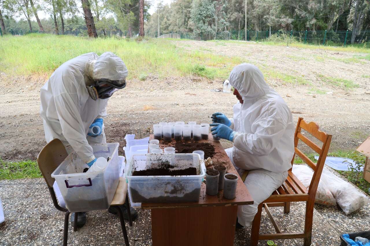 Muğla’da Çam Kese Böceğine Karşı 6 Bin 500 Terminator Böcek Doğaya Salındı 1