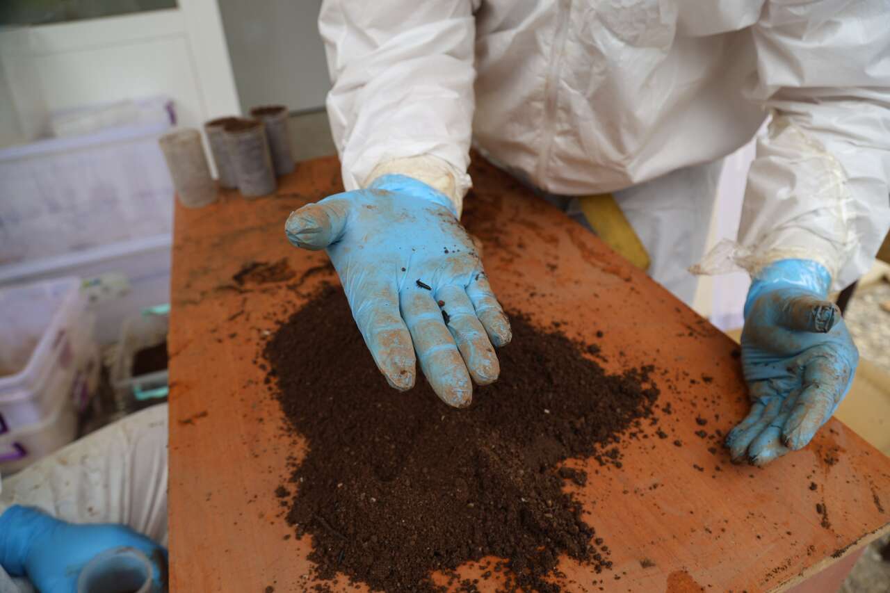 Muğla’da Çam Kese Böceğine Karşı 6 Bin 500 Terminator Böcek Doğaya Salındı 10