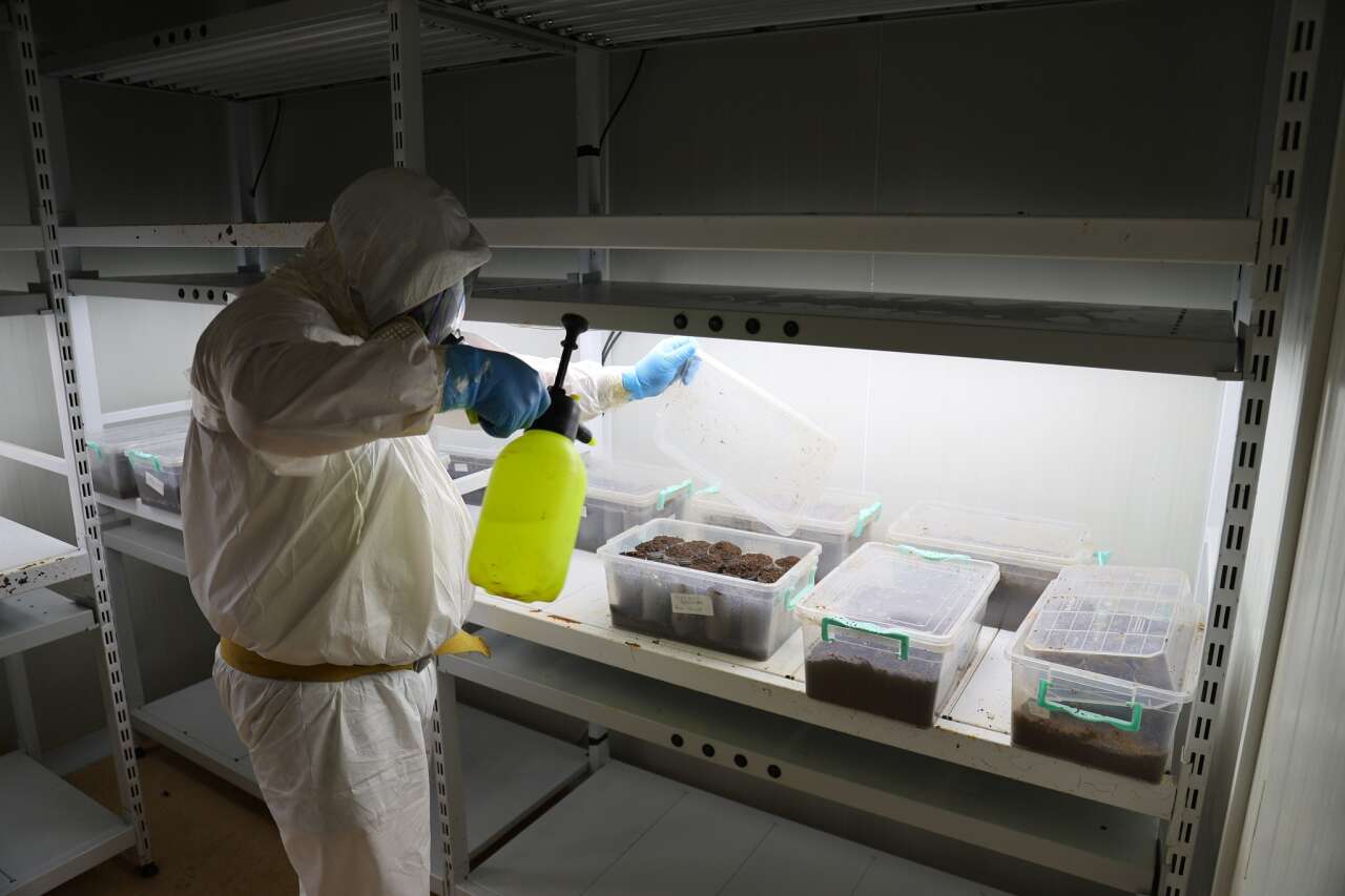 Muğla’da Çam Kese Böceğine Karşı 6 Bin 500 Terminator Böcek Doğaya Salındı 8