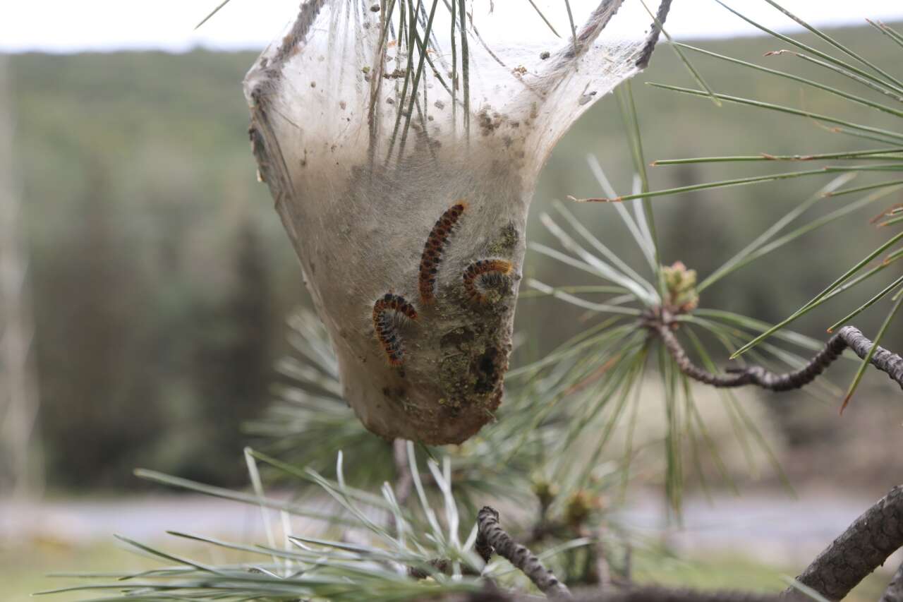 Muğla’da Çam Kese Böceğine Karşı 6 Bin 500 Terminator Böcek Doğaya Salındı 4