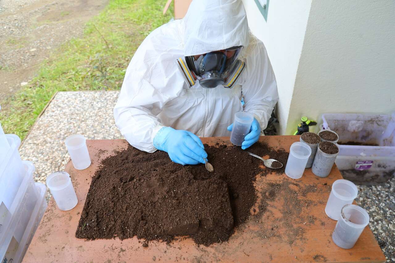 Muğla’da Çam Kese Böceğine Karşı 6 Bin 500 Terminator Böcek Doğaya Salındı 3