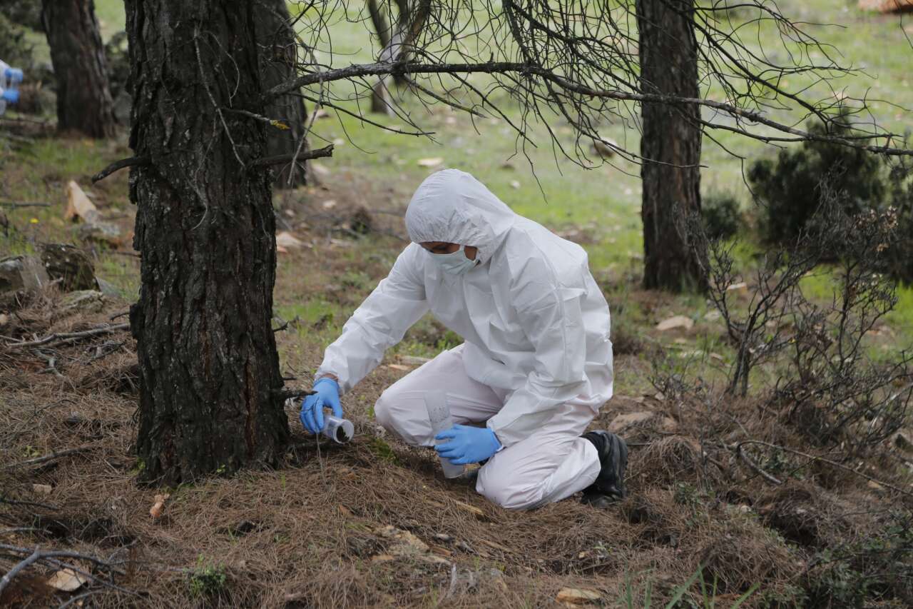 Muğla’da Çam Kese Böceğine Karşı 6 Bin 500 Terminator Böcek Doğaya Salındı 9