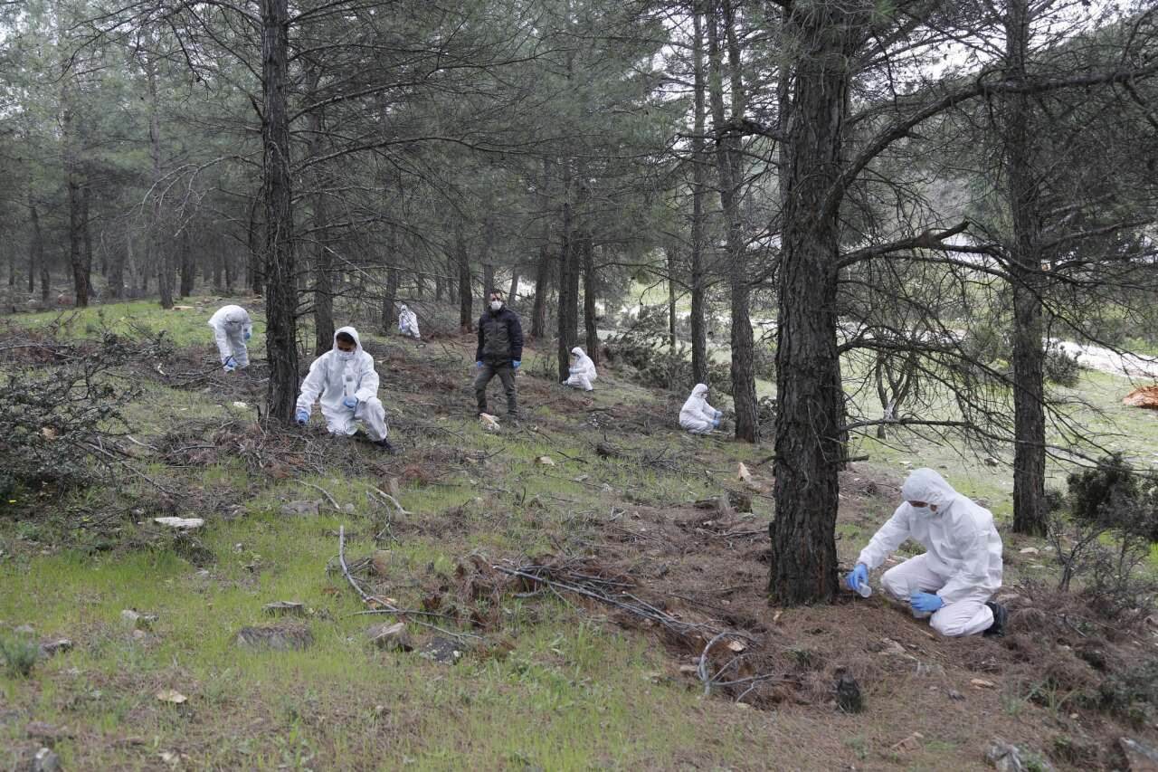 Muğla’da Çam Kese Böceğine Karşı 6 Bin 500 Terminator Böcek Doğaya Salındı 5