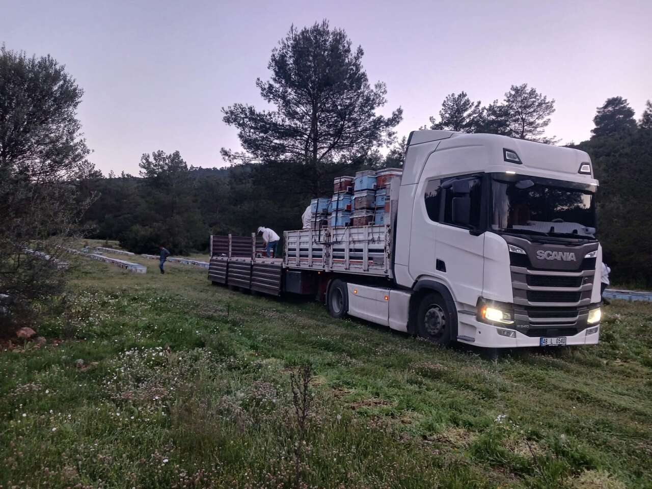 Muğla’dan  İç Anadolu’ya Arı Göçü Başladı: Çam Balında “Altın Yıl” Beklentisi 2