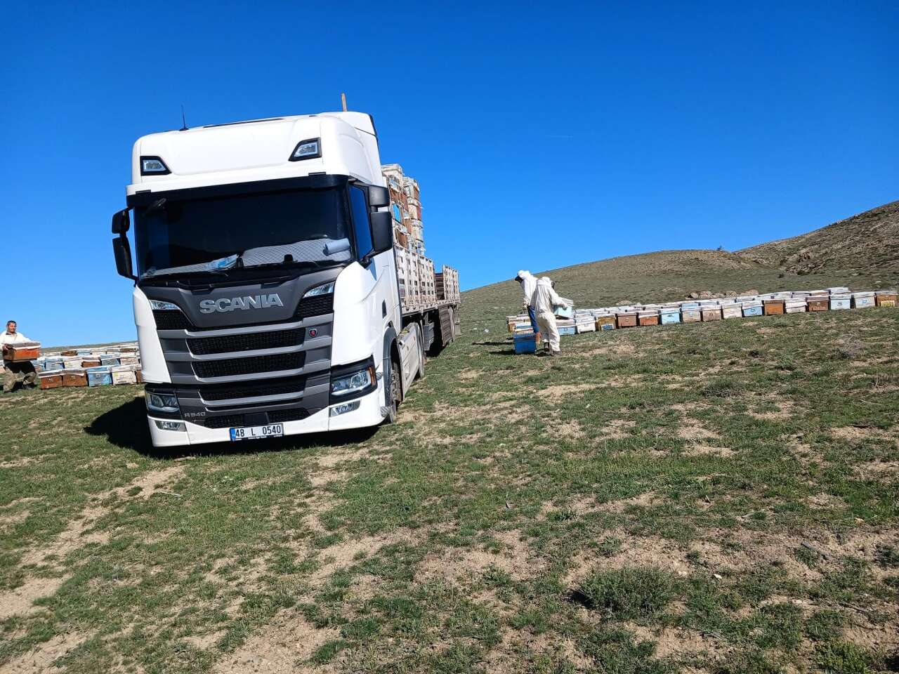 Muğla’dan  İç Anadolu’ya Arı Göçü Başladı: Çam Balında “Altın Yıl” Beklentisi 3