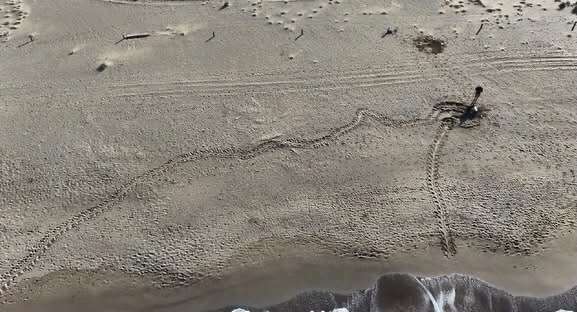 Dalyan Plajı’nda Caretta Caretta Hareketliliği: 21 Yuva Tespit Edildi 2