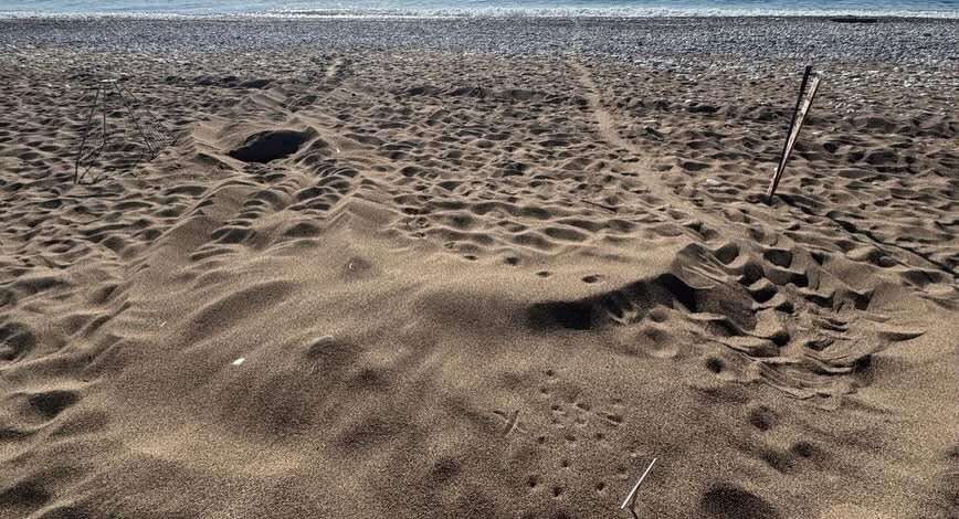Dalyan Plajı’nda Caretta Caretta Hareketliliği: 21 Yuva Tespit Edildi 3