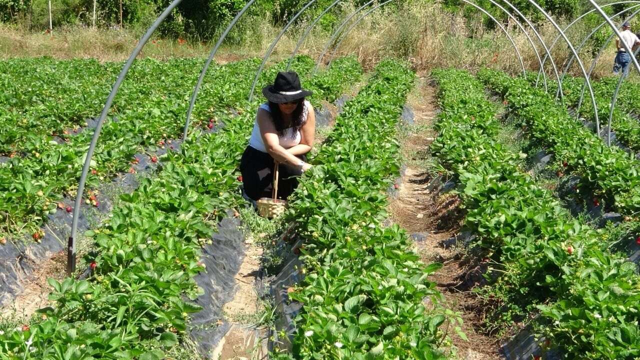 Marmaris'te Baba Oğulun Çilek Mesaisi 4