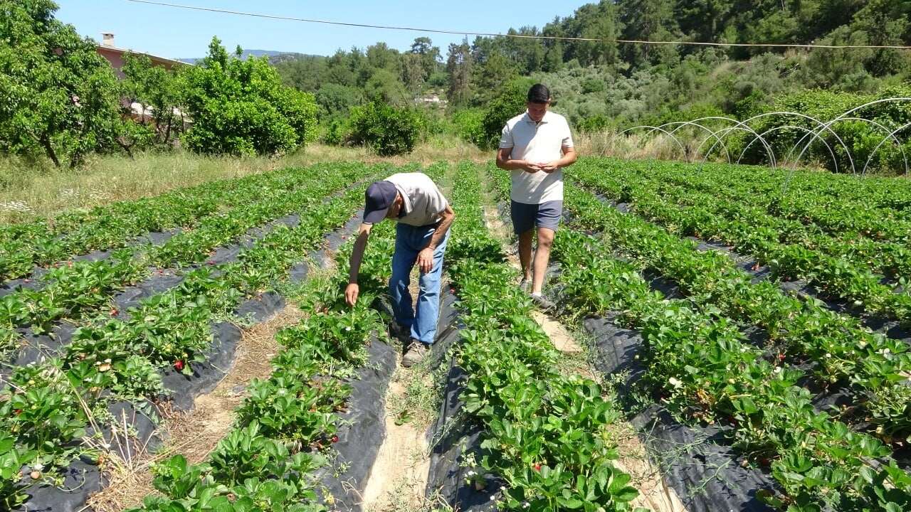 Marmaris'te Baba Oğulun Çilek Mesaisi 6