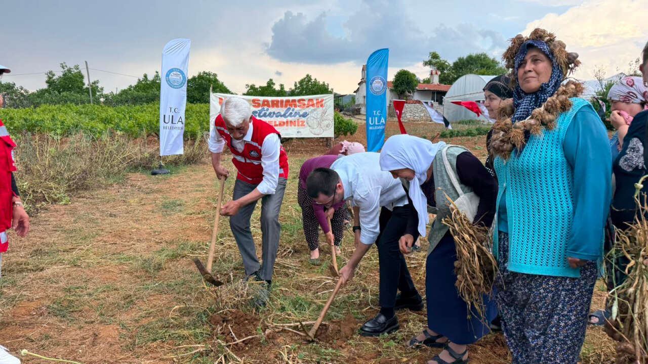Ula'da Sarımsak Bereketi Festivalle Kutlandı 2