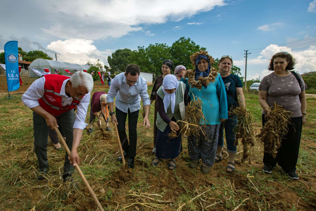 Ula'da Sarımsak Bereketi Festivalle Kutlandı 1